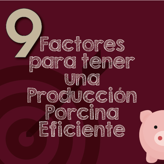 porcino-02