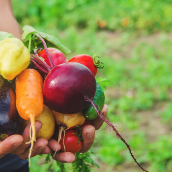 A man in the garden with vegetables in his hands. Selective focus. nature.